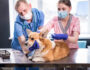 How to Start a Veterinary Clinic in Dubai