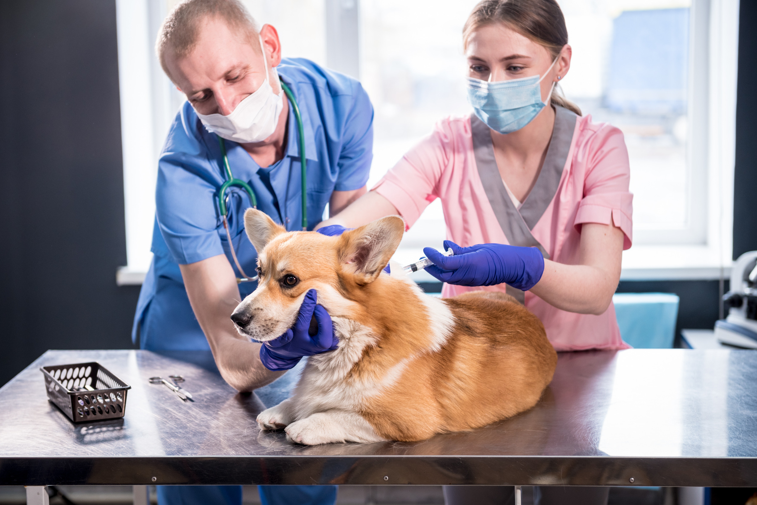 Start Veterinary Clinic in Dubai